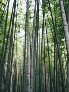 无根之村后续+番外(玄武仙尊墓的依疏) - 无根之村后续+番外全文在线阅读 - 无根之村后续+番外最新章节 - 奏决网