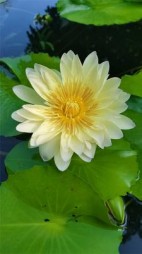 古筝好听吗+后续(黄金千千万两) - 古筝好听吗+后续全文在线阅读 - 古筝好听吗+后续最新章节 - 奏决网