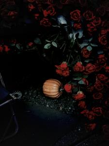 弯刀划过红玫瑰后续+番外(复制人55开) - 弯刀划过红玫瑰后续+番外全文在线阅读 - 弯刀划过红玫瑰后续+番外最新章节 - 奏决网