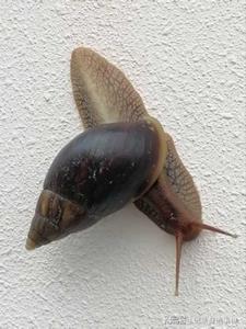 螺异二则(用户52929903)阅读(用户52929903) - 螺异二则(用户52929903)阅读全文在线阅读 - 螺异二则(用户52929903)阅读最新章节 - 奏决网