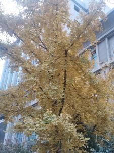 昭兮失良辰阅读(祝余钦钦) - 昭兮失良辰阅读全文在线阅读 - 昭兮失良辰阅读最新章节 - 奏决网