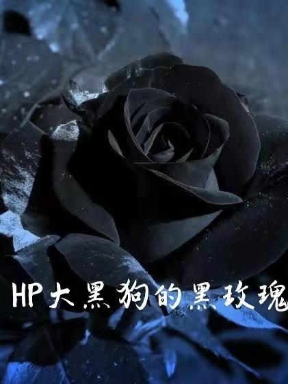 HP大黑狗的黑玫瑰